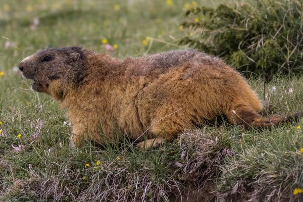Marmotte
