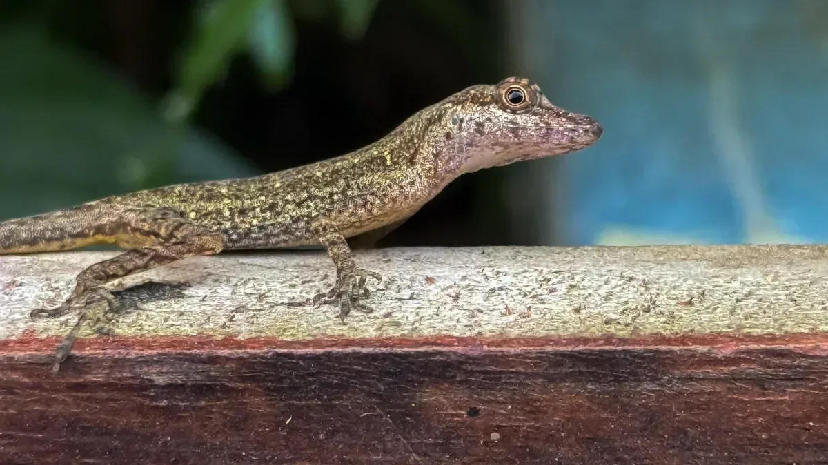 Un petit l&eacute;zard curieux