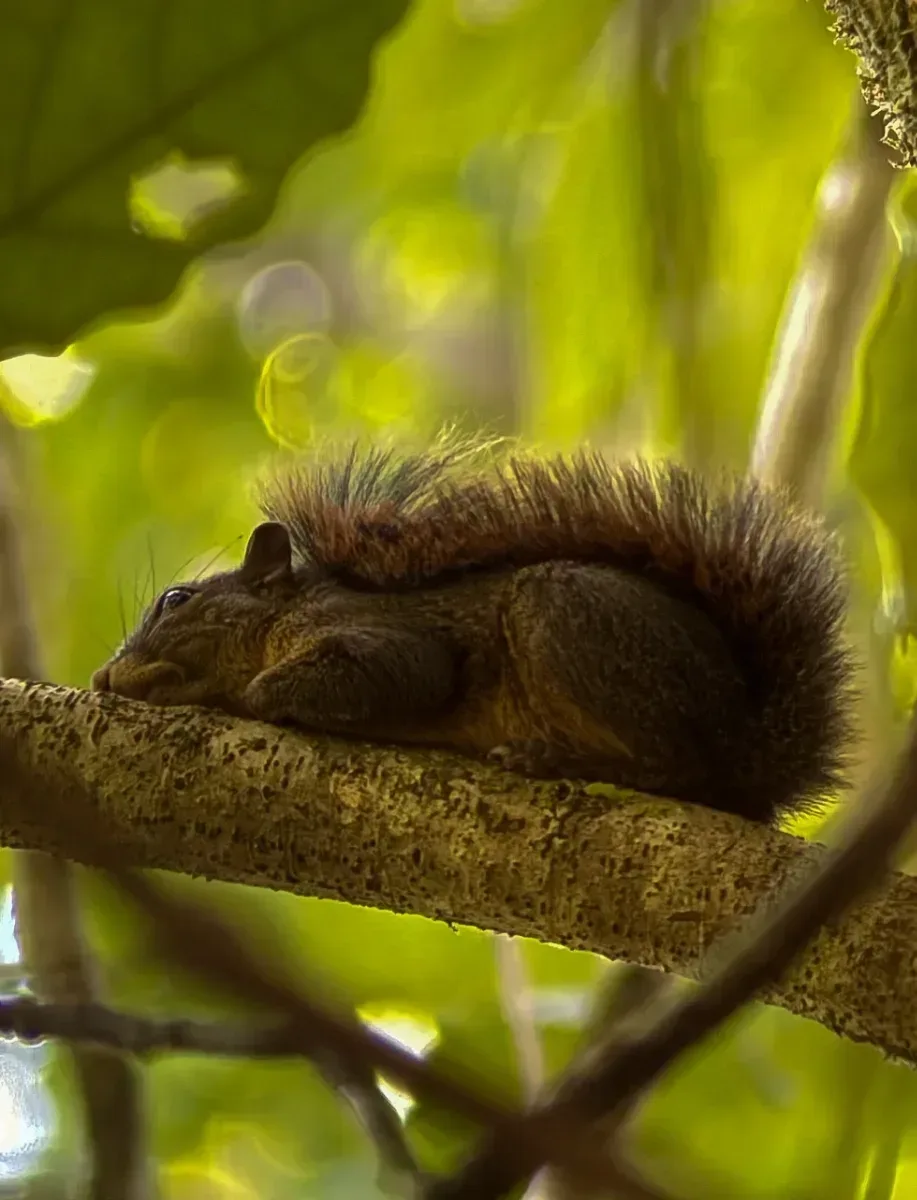 Un &eacute;cureuil qui fait la sieste