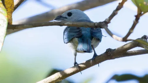 Dacnis Bleu
