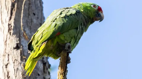 Amazone &agrave; front rouge