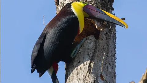Toucan