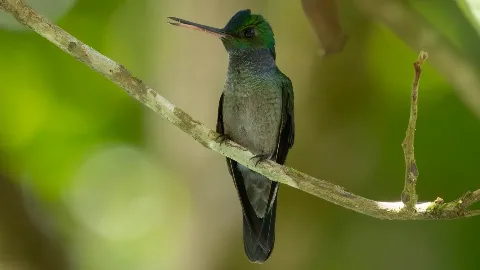 Colibri