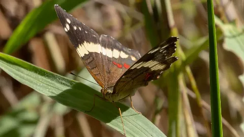 Papillon Adelpha