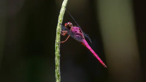 Libellule des marais