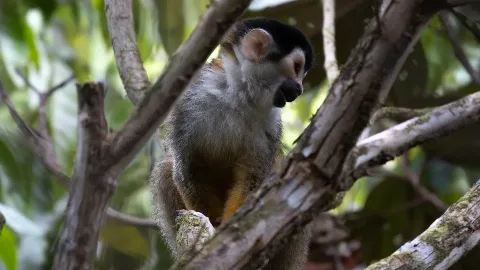 Singe &eacute;cureuil
