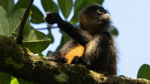 Singe hurleur