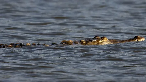 Crocodile