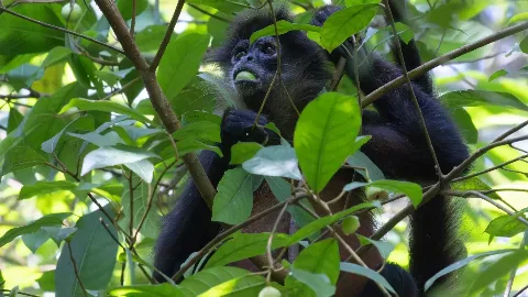 Singe hurleur