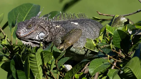 Iguane vert