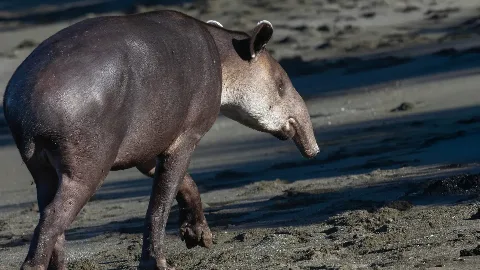 Tapir