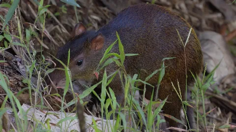 Tapir