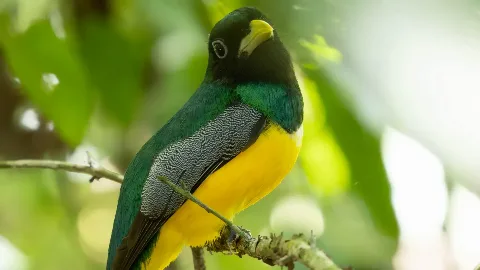 Trogon &agrave; ventre jaune