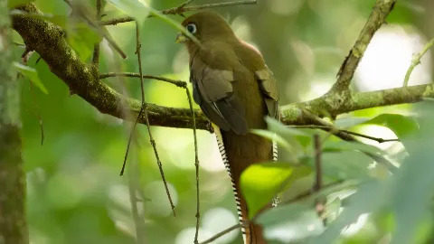 Trogon violac&eacute;